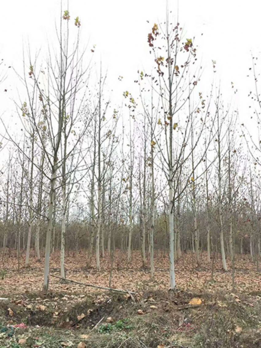 點擊查看詳細(xì)信息<br>標(biāo)題：法桐 閱讀次數(shù)：3601